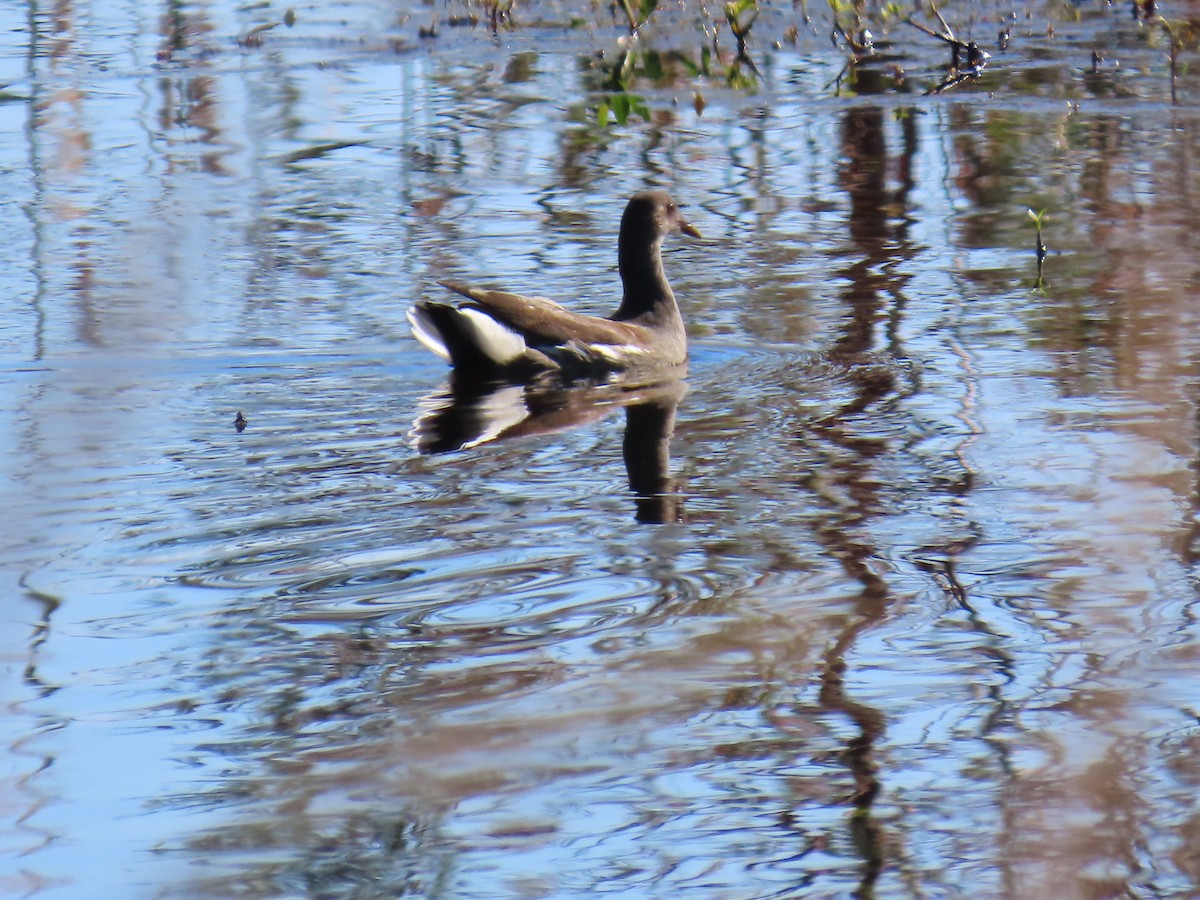 Common Gallinule - ML625625452