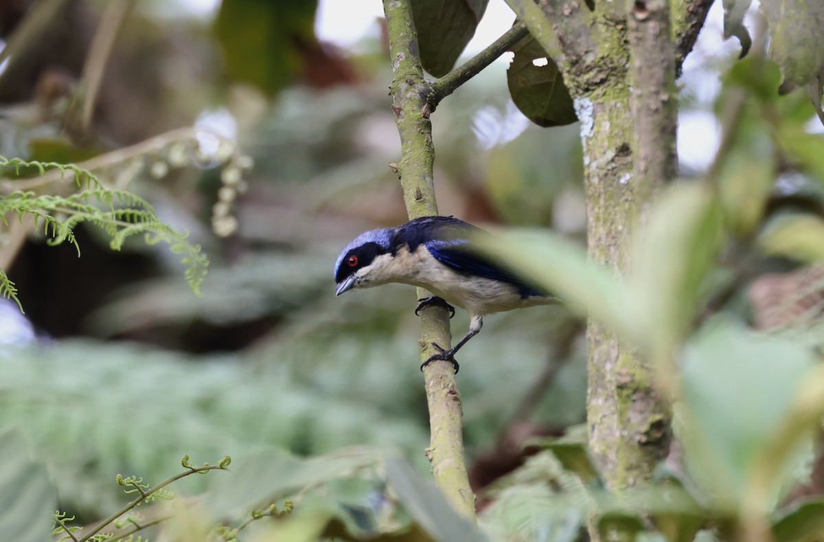 Fawn-breasted Tanager - ML625625457