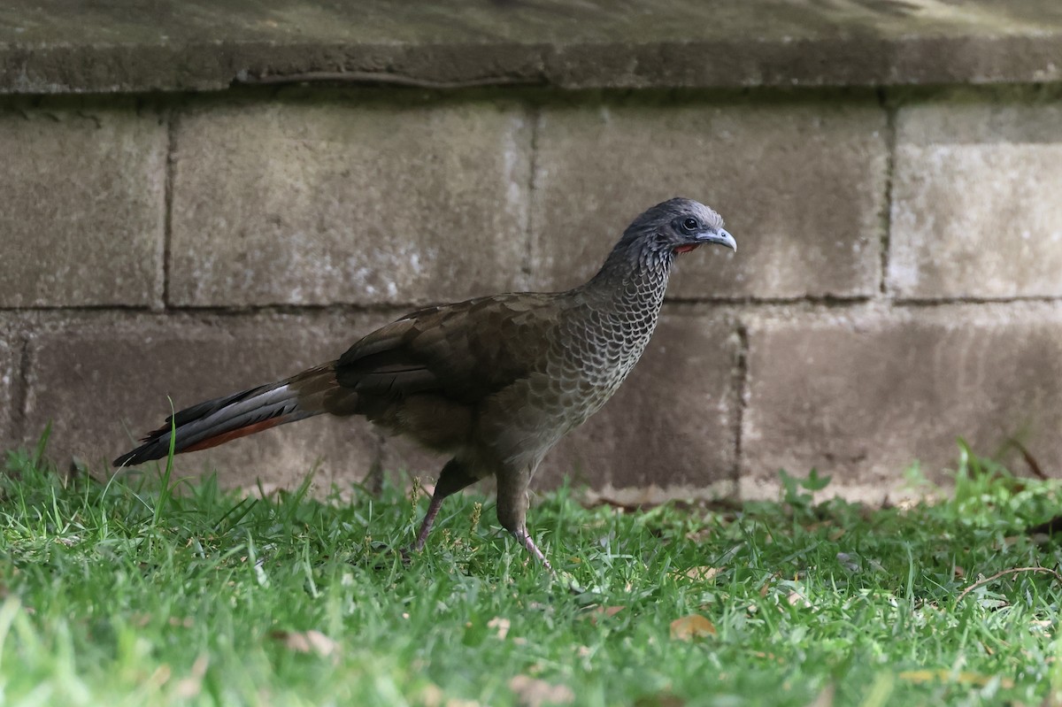 Colombian Chachalaca - ML625625472