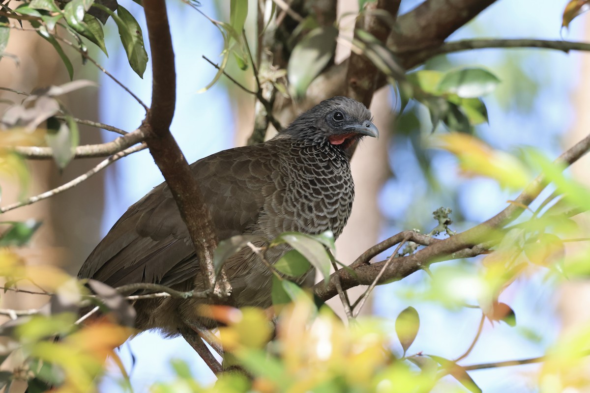 Colombian Chachalaca - ML625625474