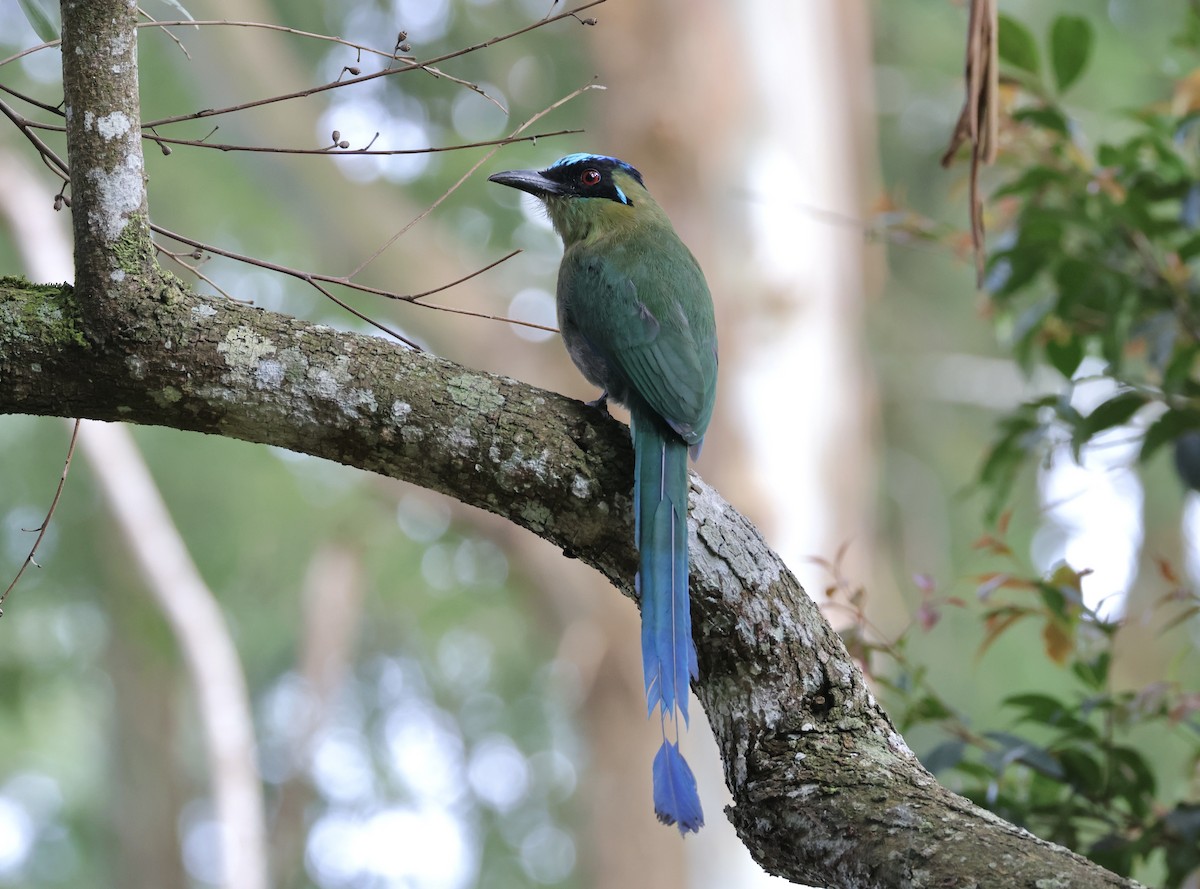 Andean Motmot - ML625625479