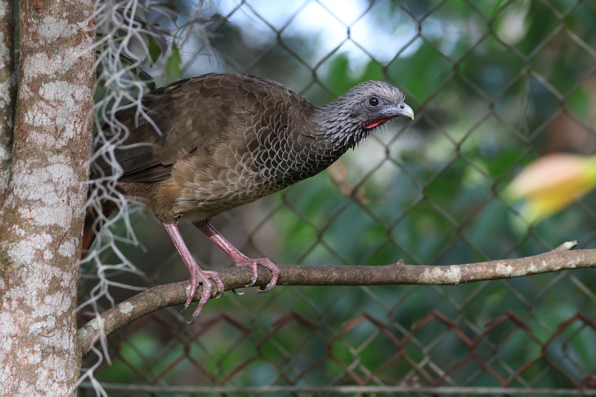 Colombian Chachalaca - ML625625492