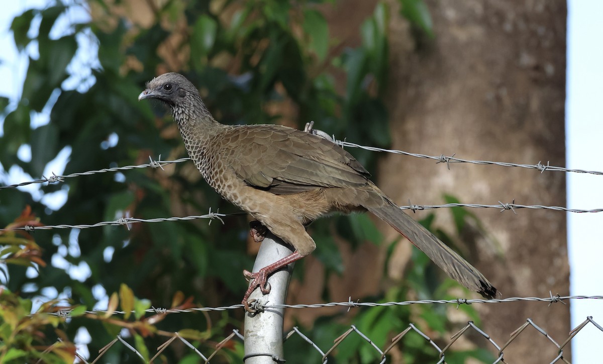 Colombian Chachalaca - ML625625495