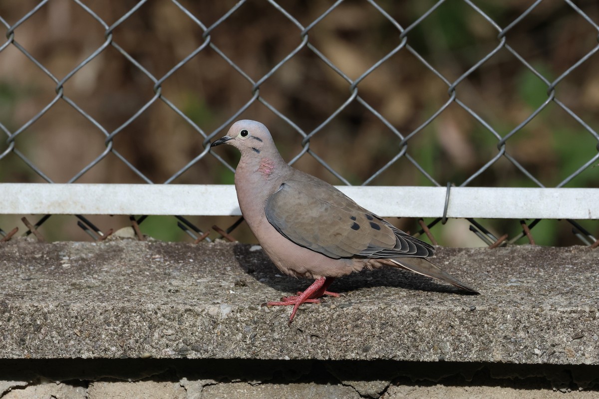 Eared Dove - ML625625499