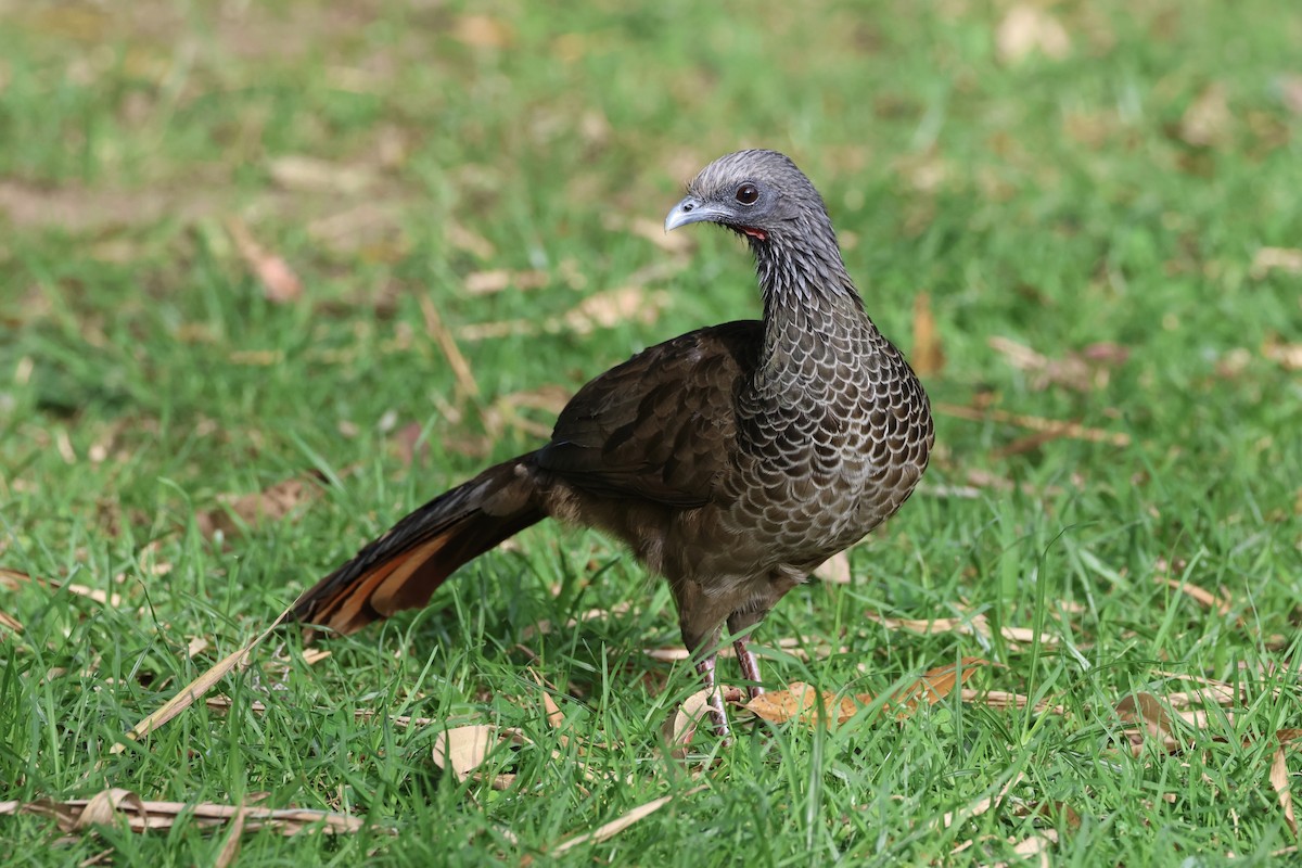 Colombian Chachalaca - ML625625503