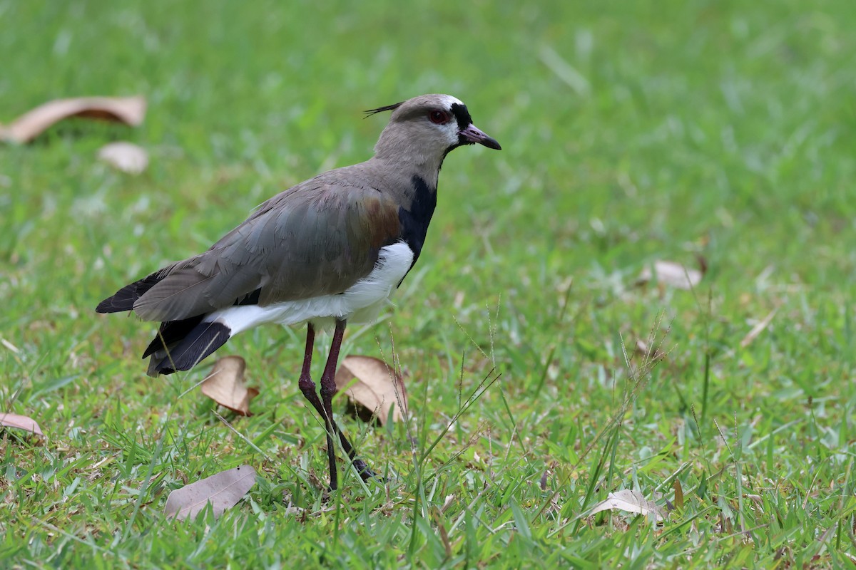 Southern Lapwing - ML625625507