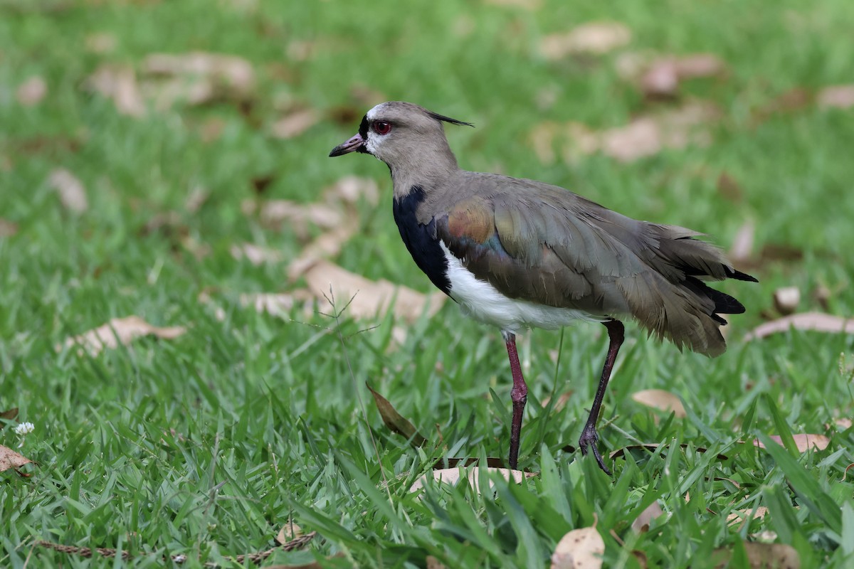 Southern Lapwing - ML625625510