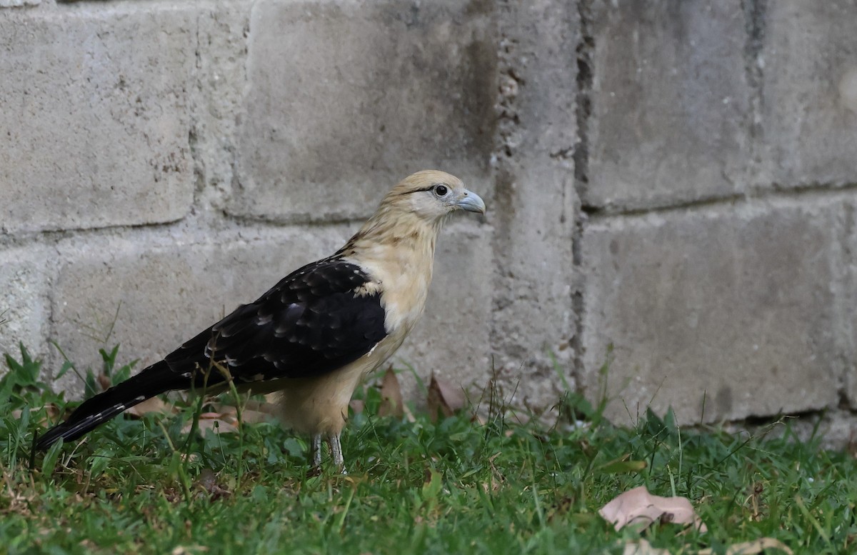 Yellow-headed Caracara - ML625625524