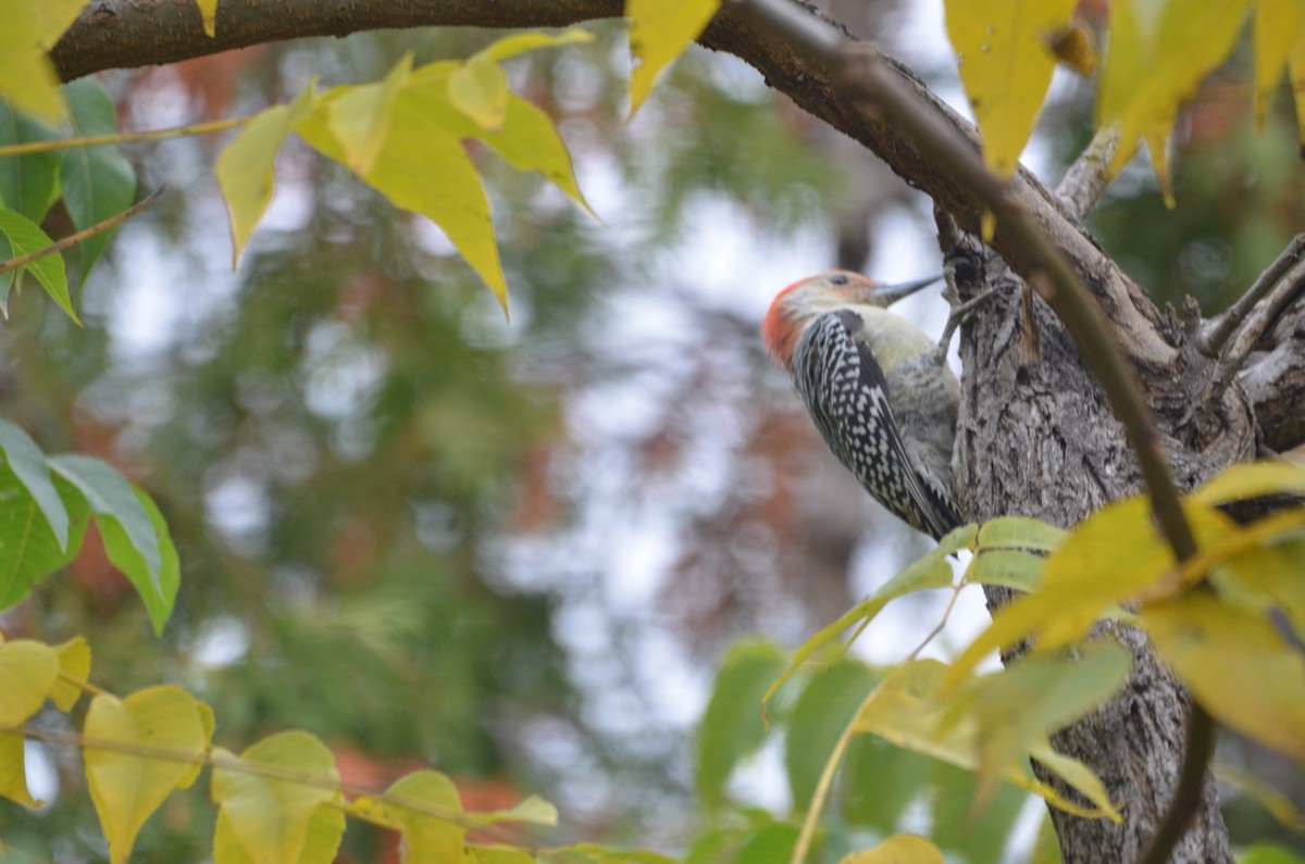 Red-bellied Woodpecker - Karen Anderson