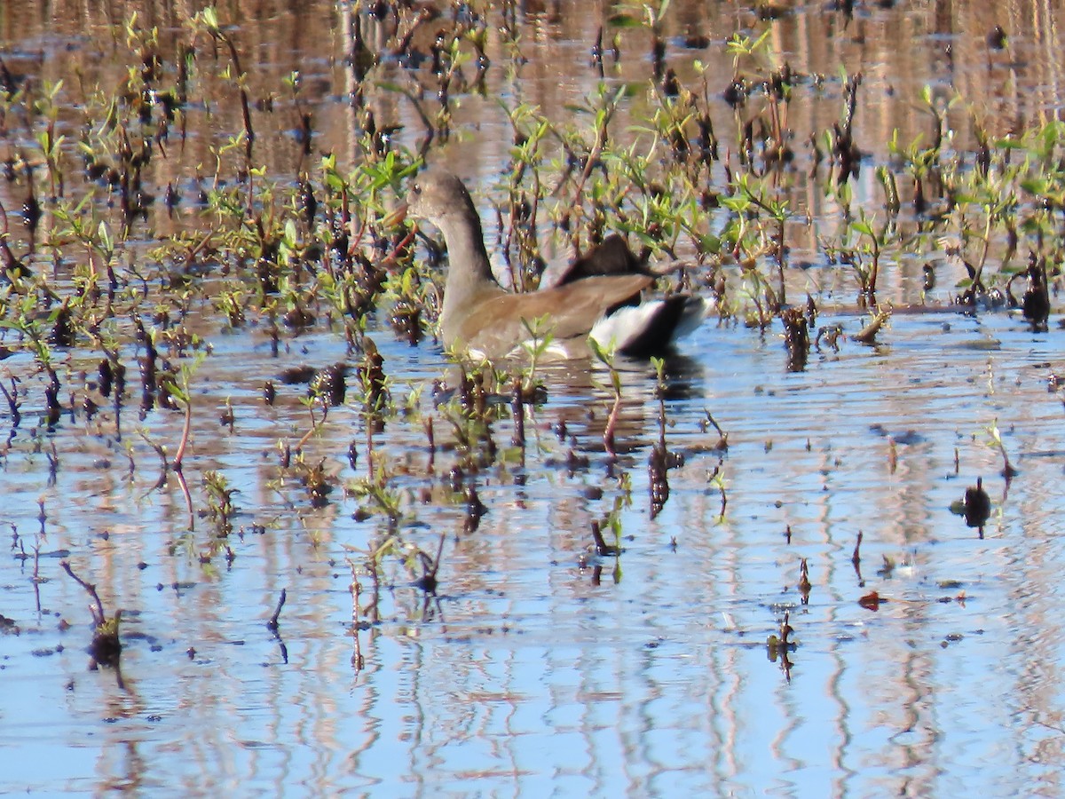 Common Gallinule - ML625625556