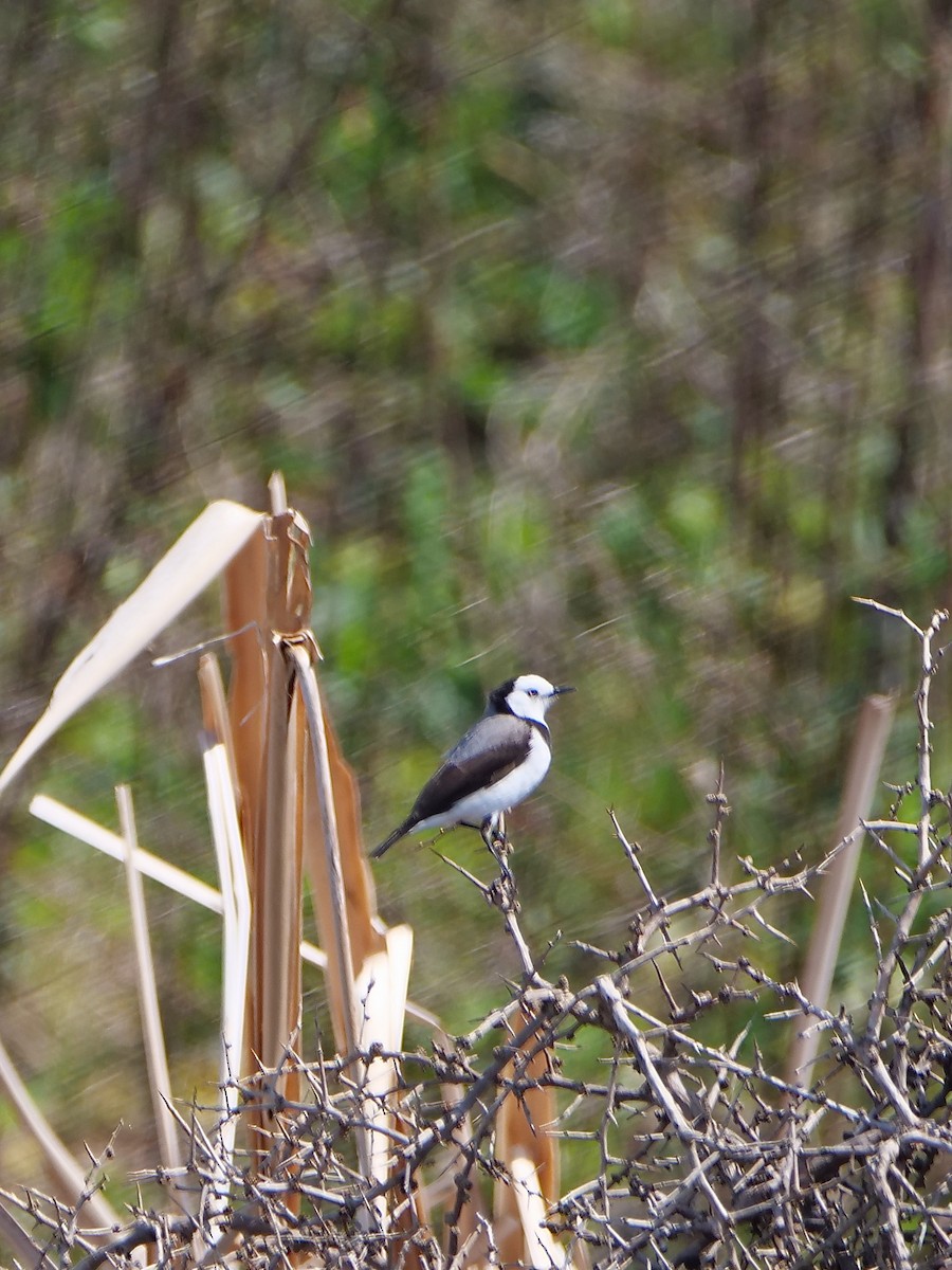 White-fronted Chat - ML625625567