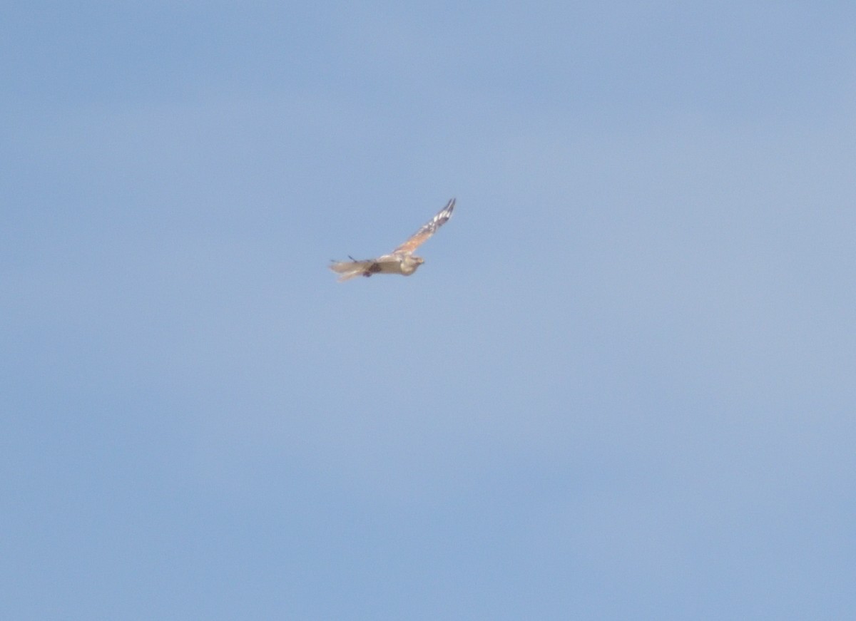 Ferruginous Hawk - ML625625607