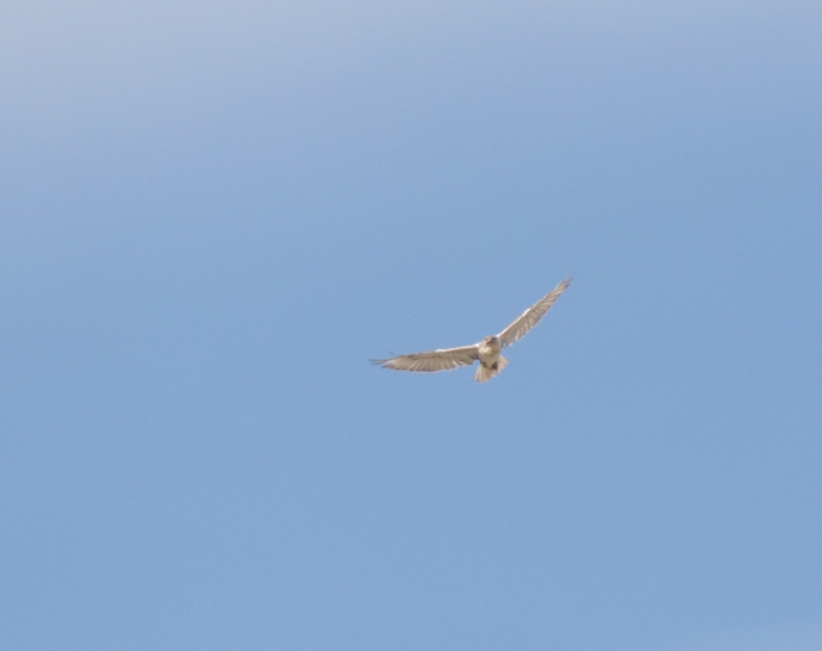 Ferruginous Hawk - ML625625608