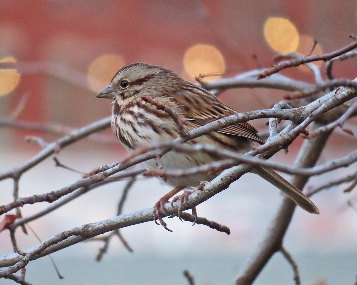 Song Sparrow - Andrea Evans