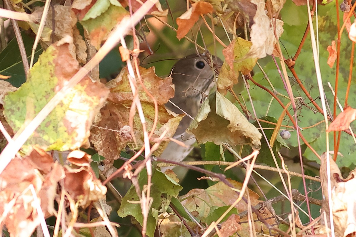 Hermit Thrush - ML625625636