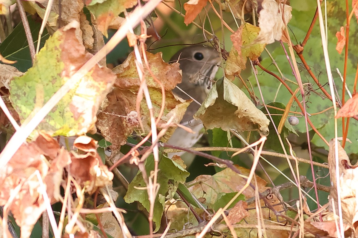 Hermit Thrush - ML625625637