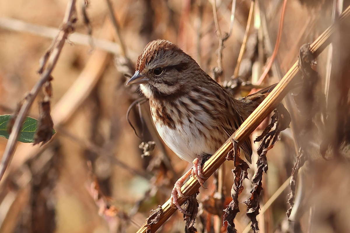 Song Sparrow - ML625625640