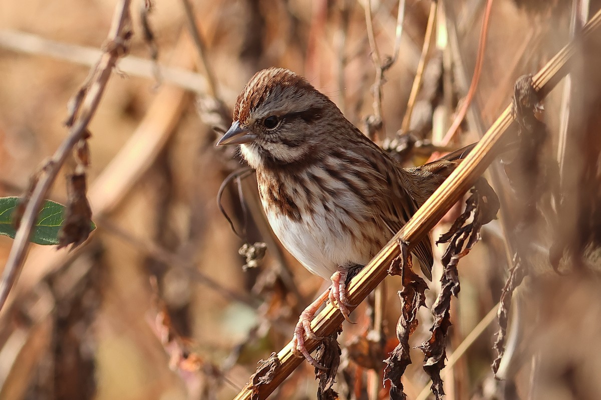 Song Sparrow - John Mercer