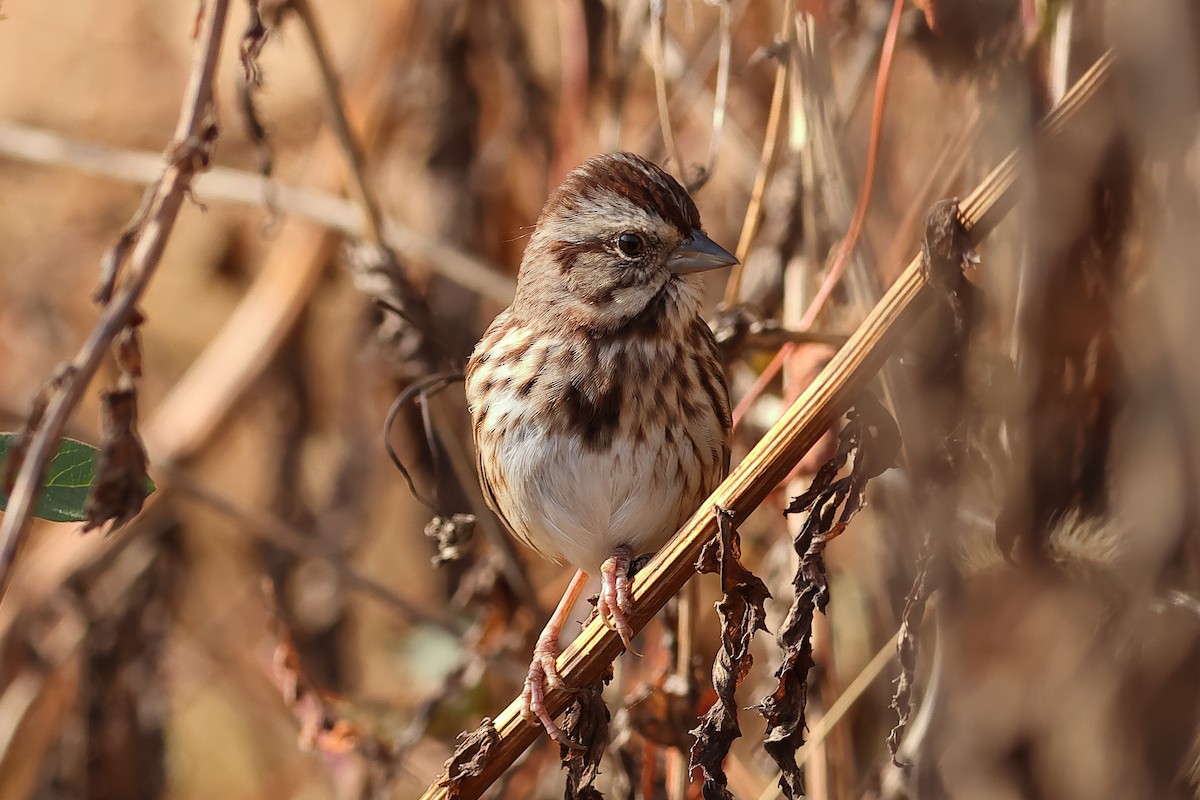 Song Sparrow - ML625625641