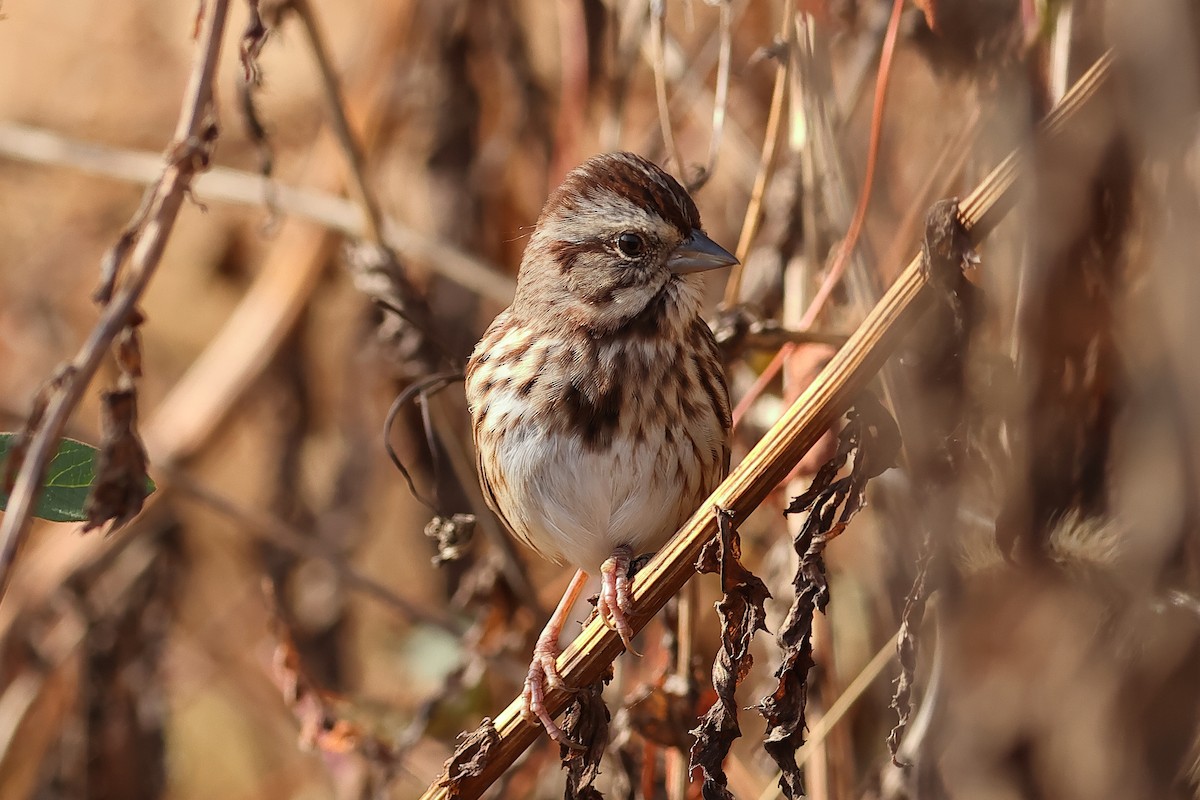 Song Sparrow - John Mercer