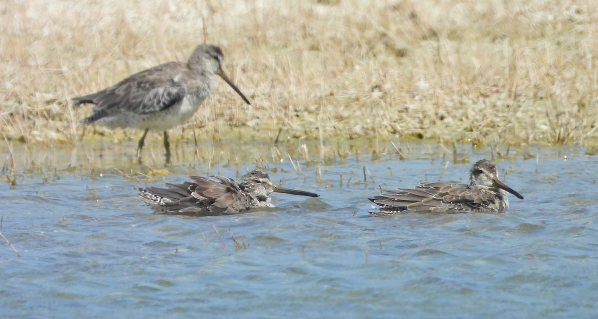 Short-billed Dowitcher - ML625625662