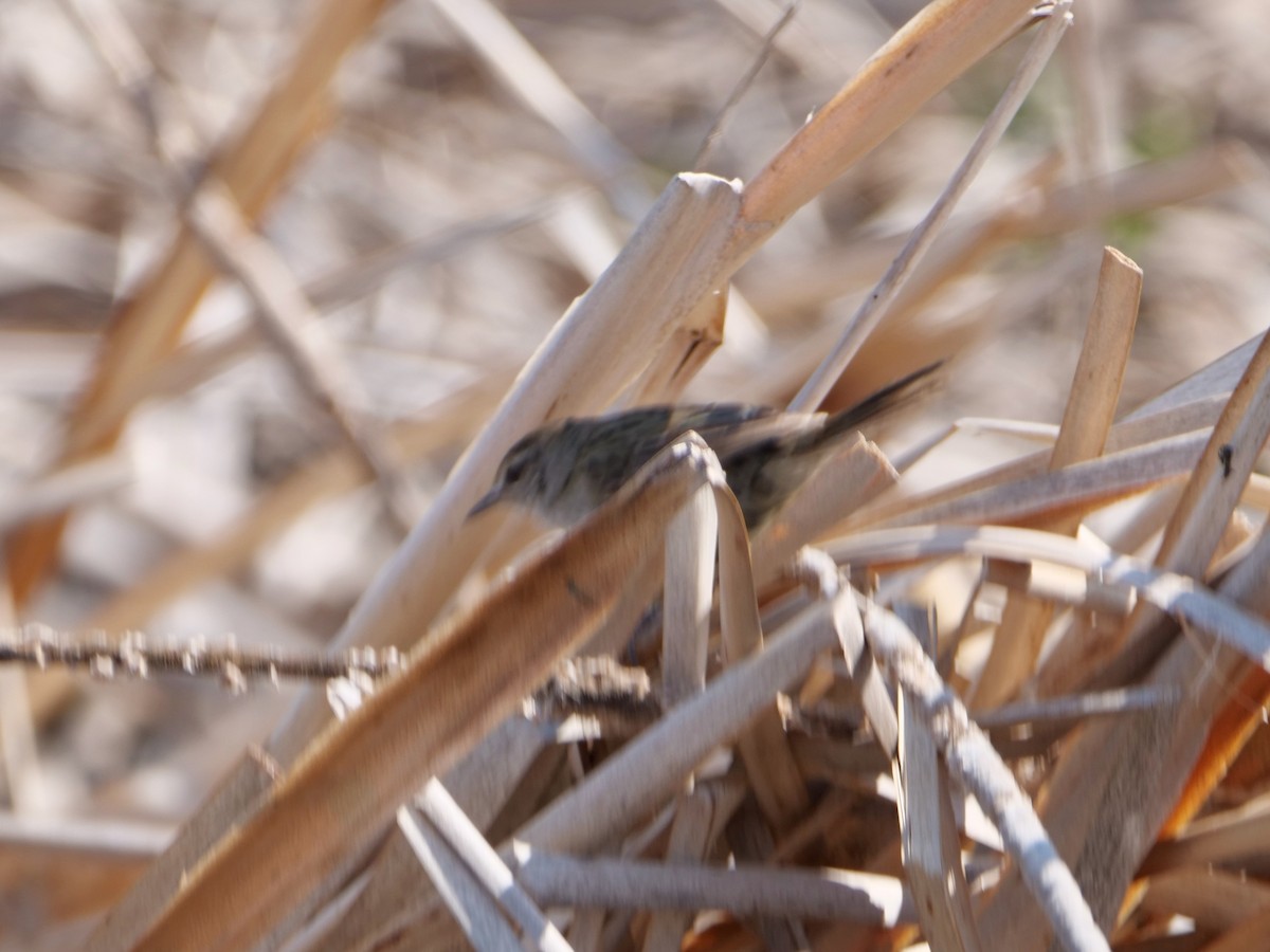 Little Grassbird - ML625625675