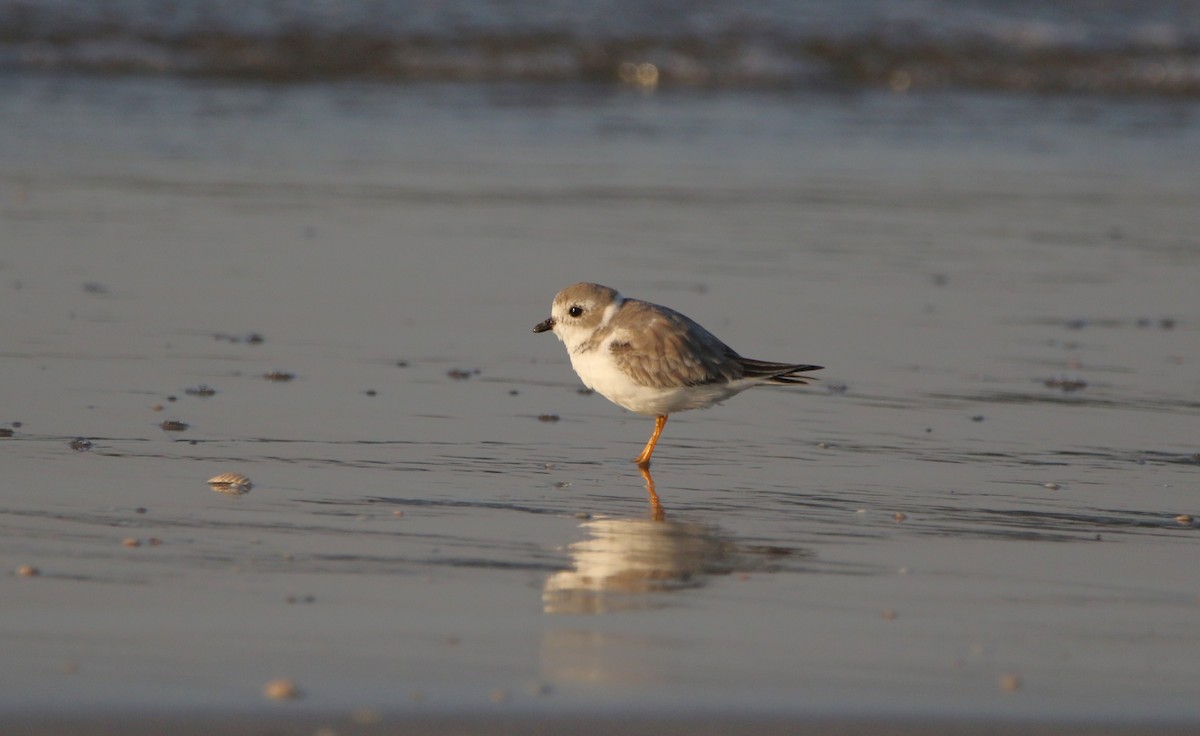 Piping Plover - ML625625681