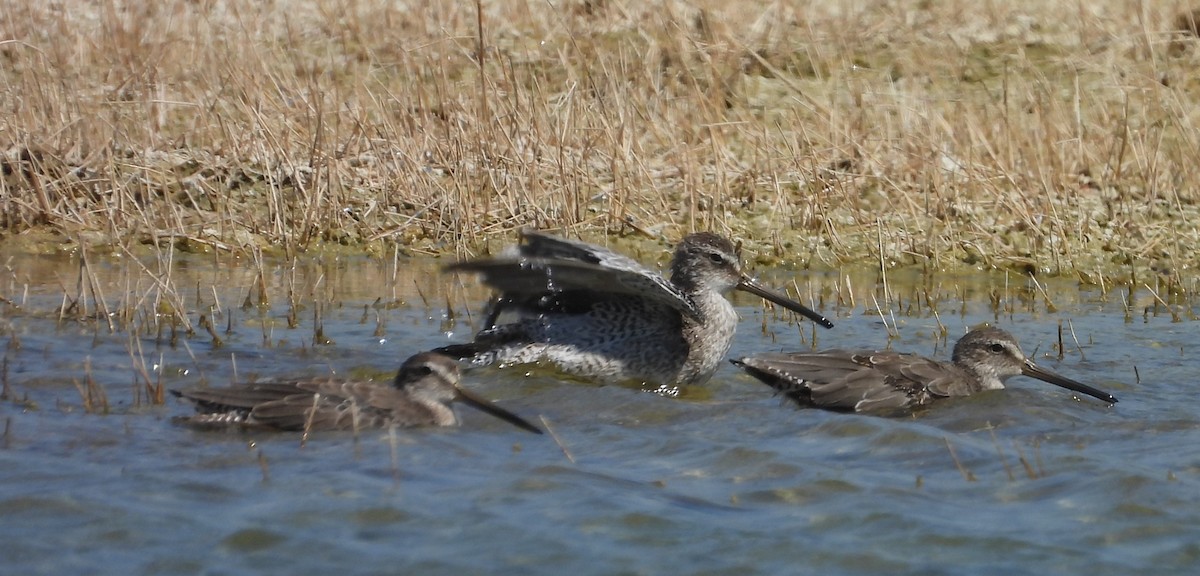 Short-billed Dowitcher - ML625625707