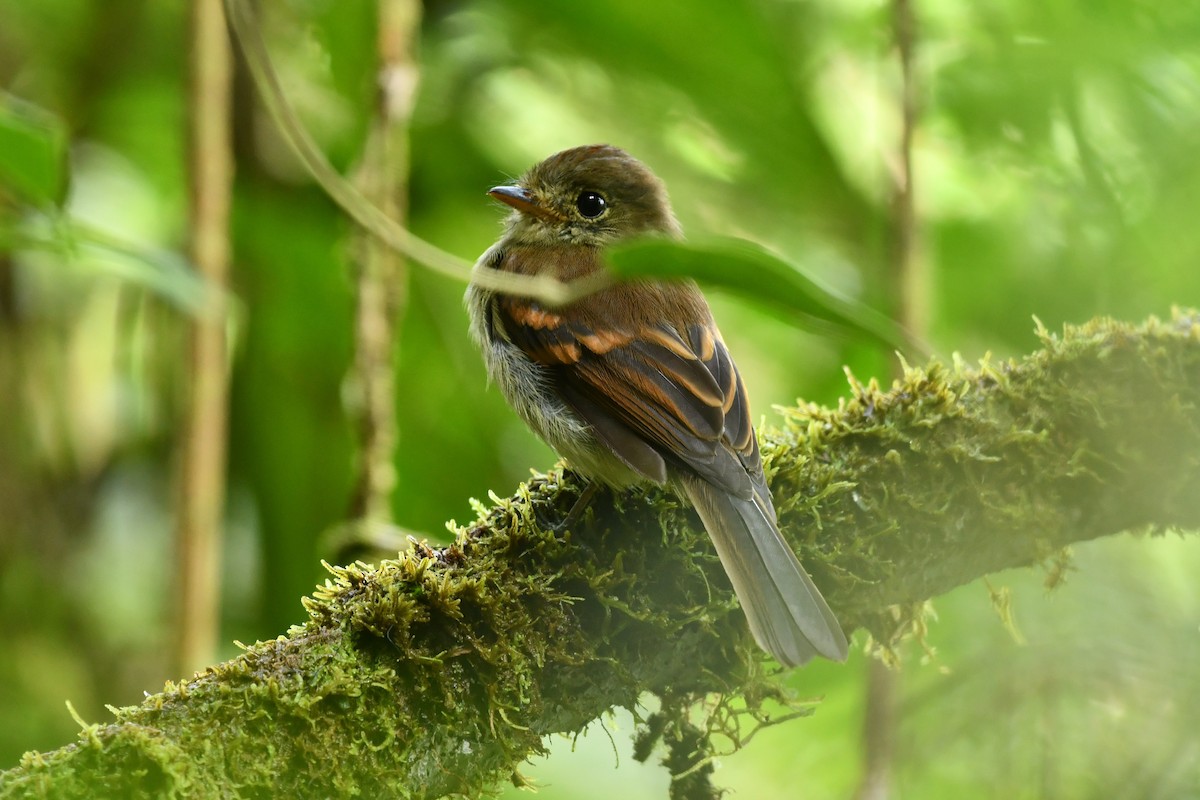 Roraiman Flycatcher - ML625625727