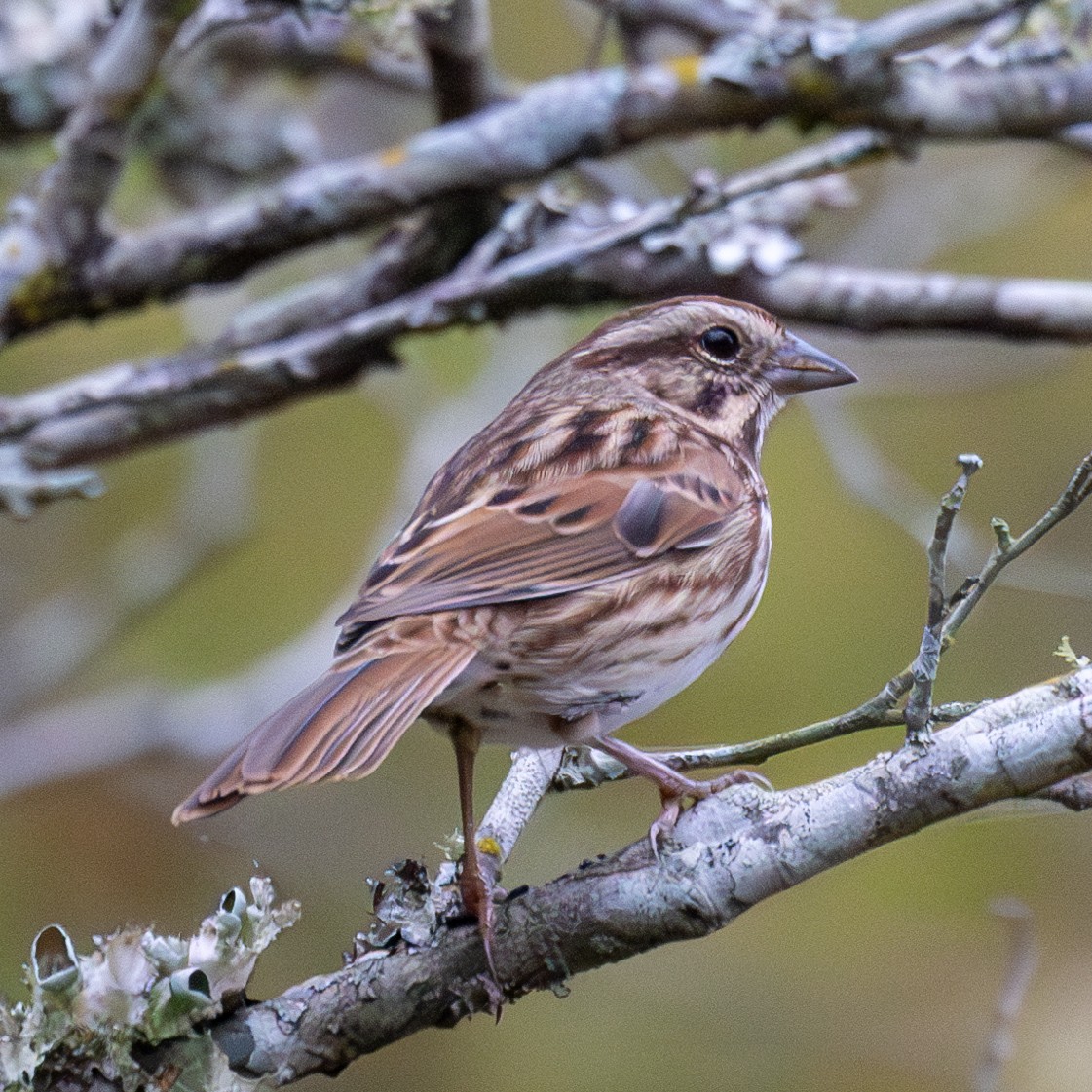 Song Sparrow - Lara Knight