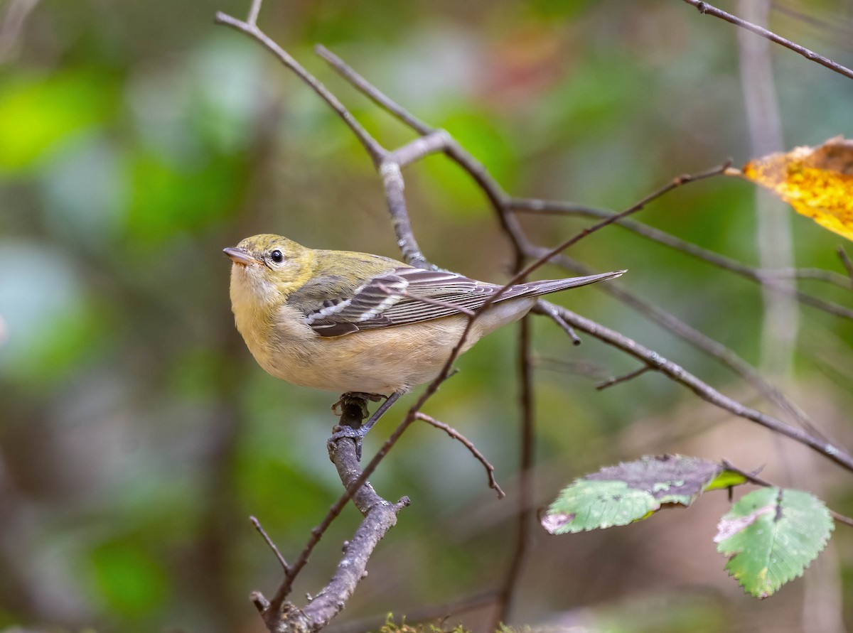 Bay-breasted Warbler - ML625625764