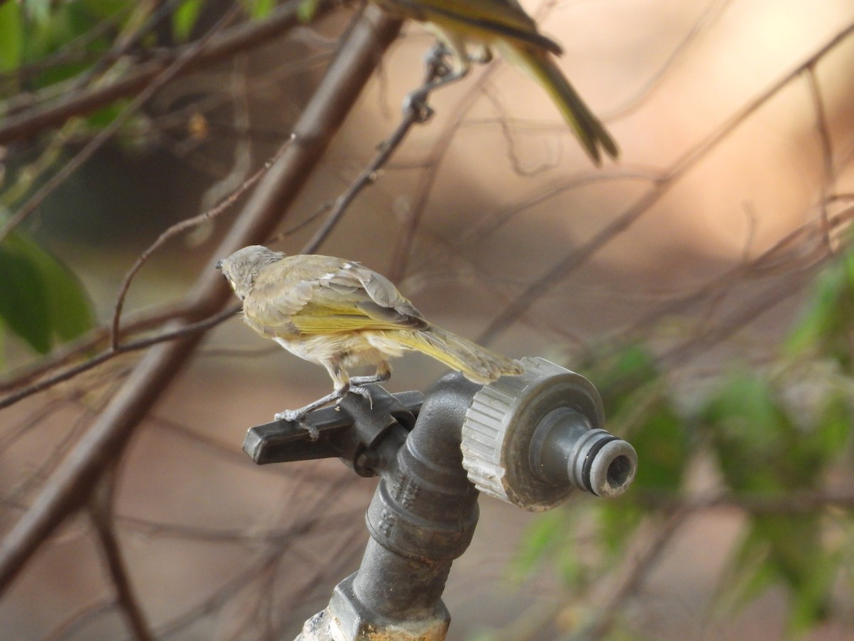 Brown Honeyeater - Monica Mesch