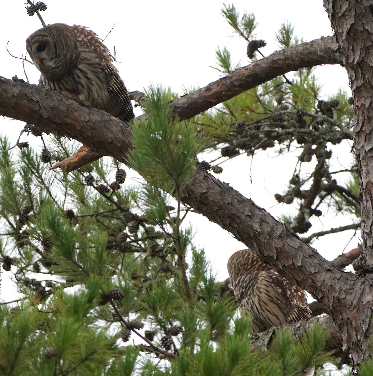 Barred Owl - Doug Woodruff