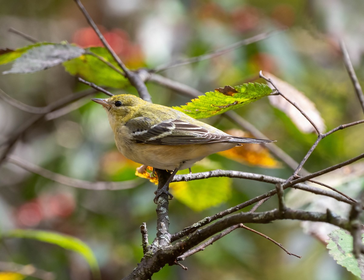 Bay-breasted Warbler - ML625625774