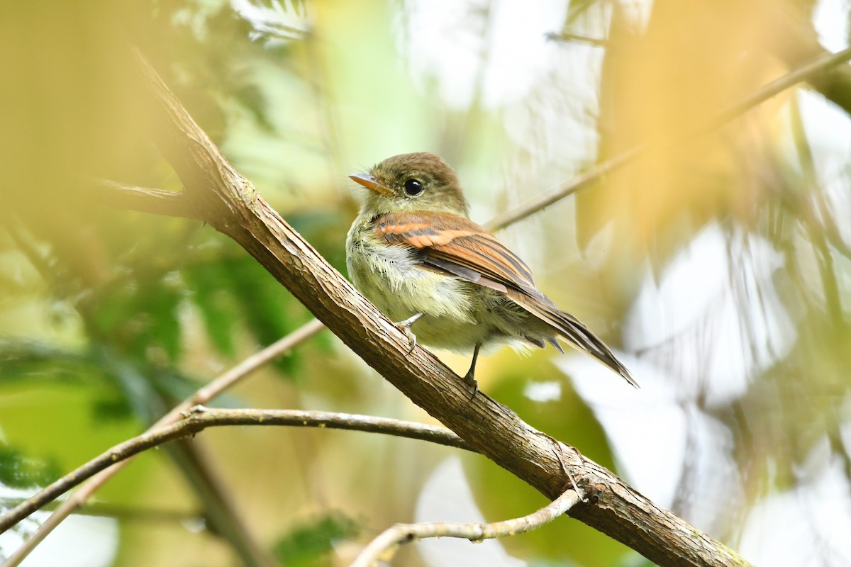 Roraiman Flycatcher - ML625625776