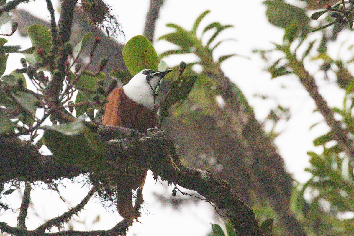 Three-wattled Bellbird - Toby Ross