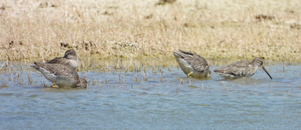 Short-billed Dowitcher - ML625625850