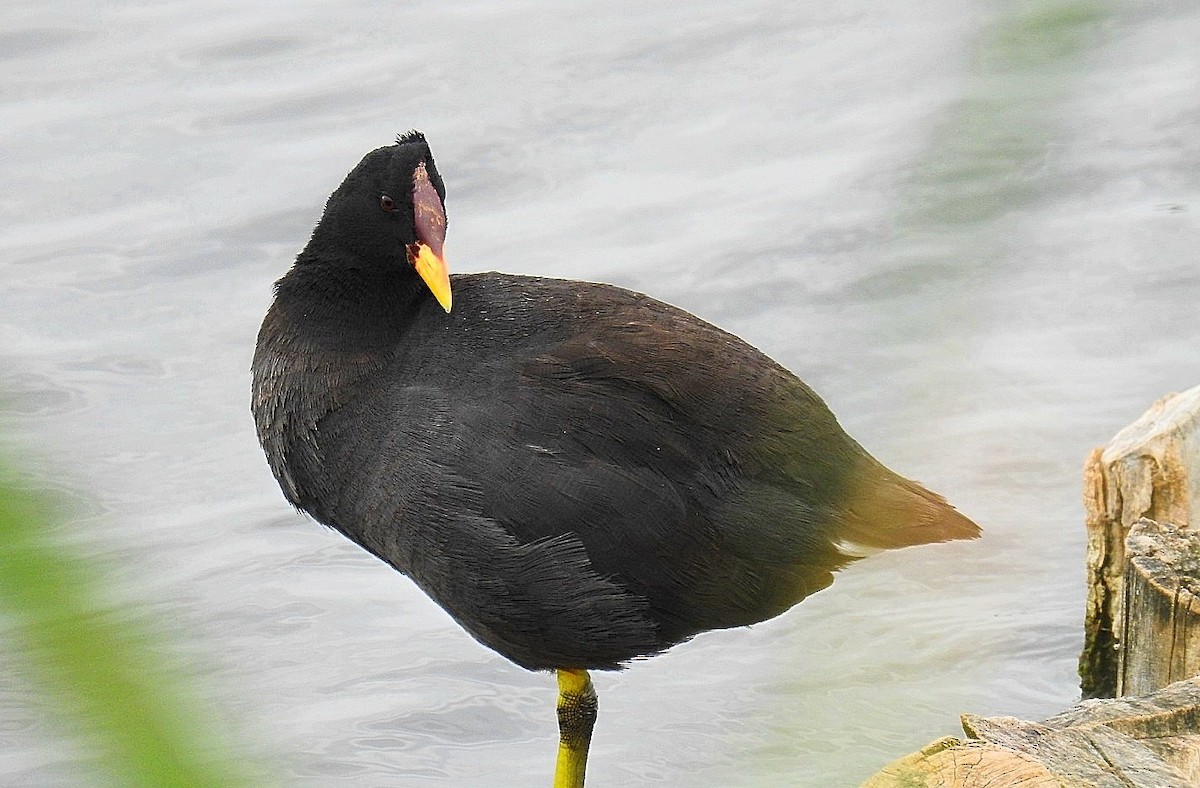 Red-fronted Coot - ML625625869