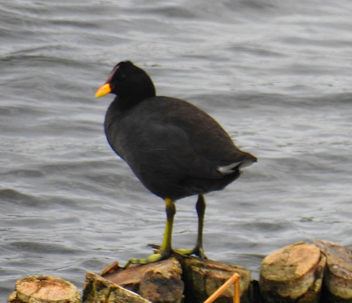 Red-fronted Coot - ML625625870