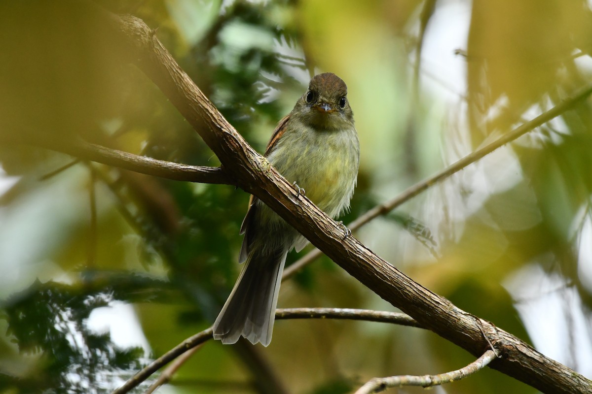 Roraiman Flycatcher - ML625625882
