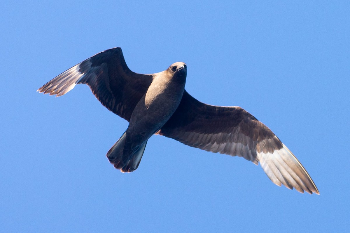 South Polar Skua - Jose Manuel Reyes Paez