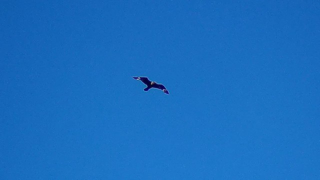 South Polar Skua - ML625625930