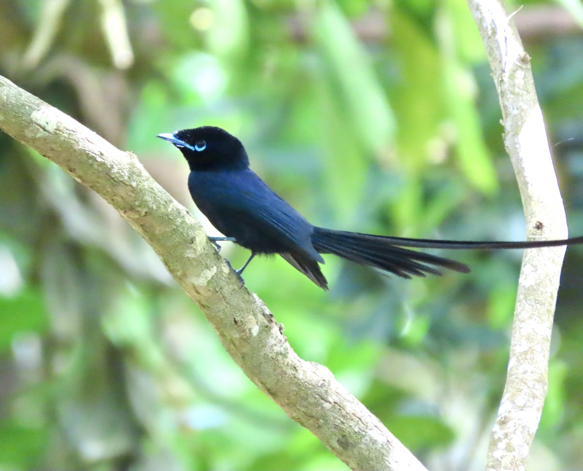 Seychelles Paradise-Flycatcher - ML625625952