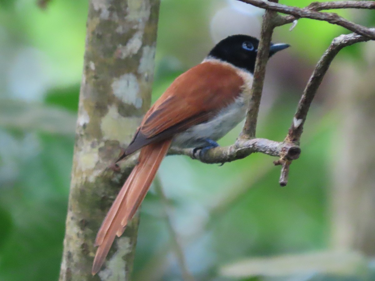 Seychelles Paradise-Flycatcher - ML625625968