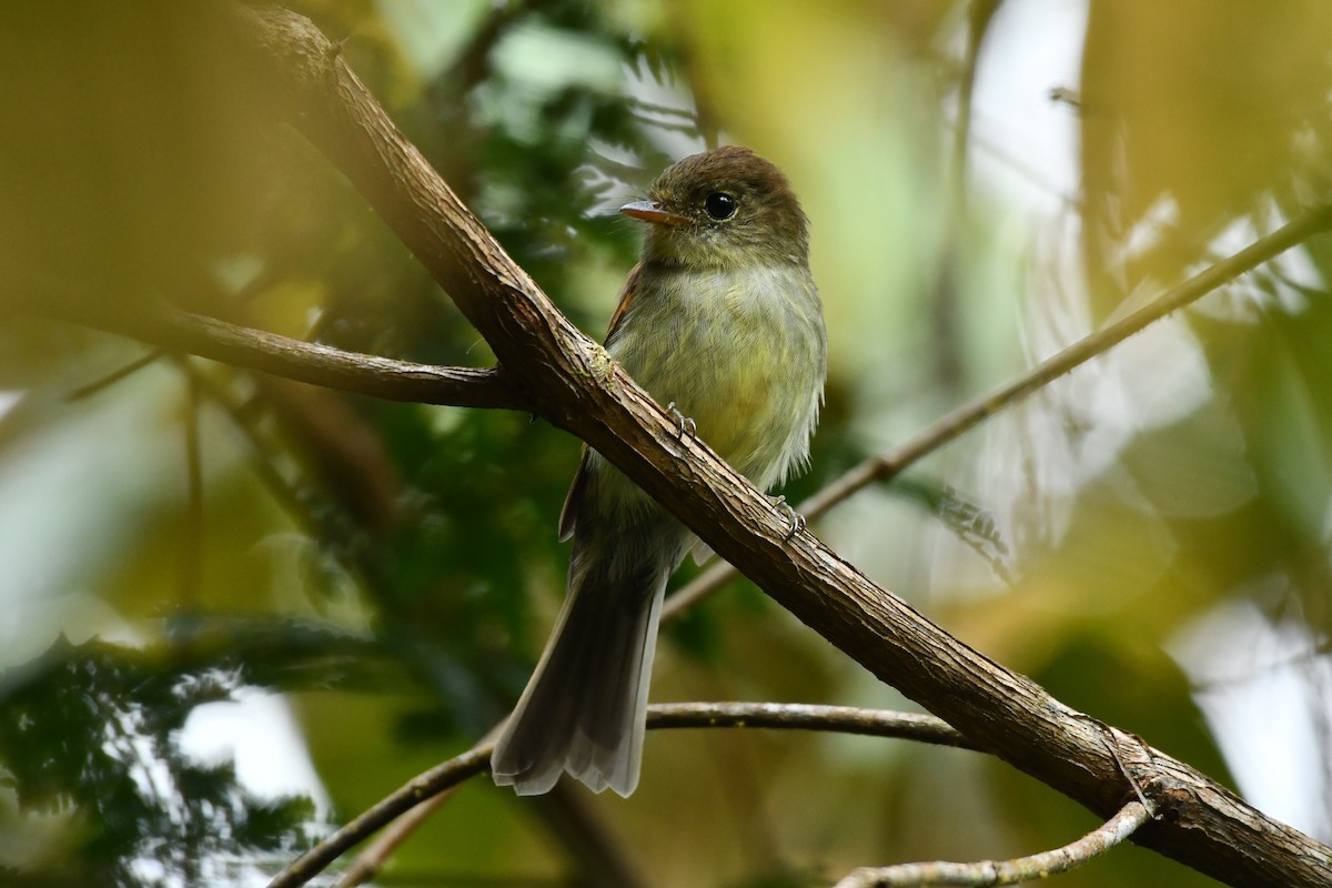 Roraiman Flycatcher - ML625625971
