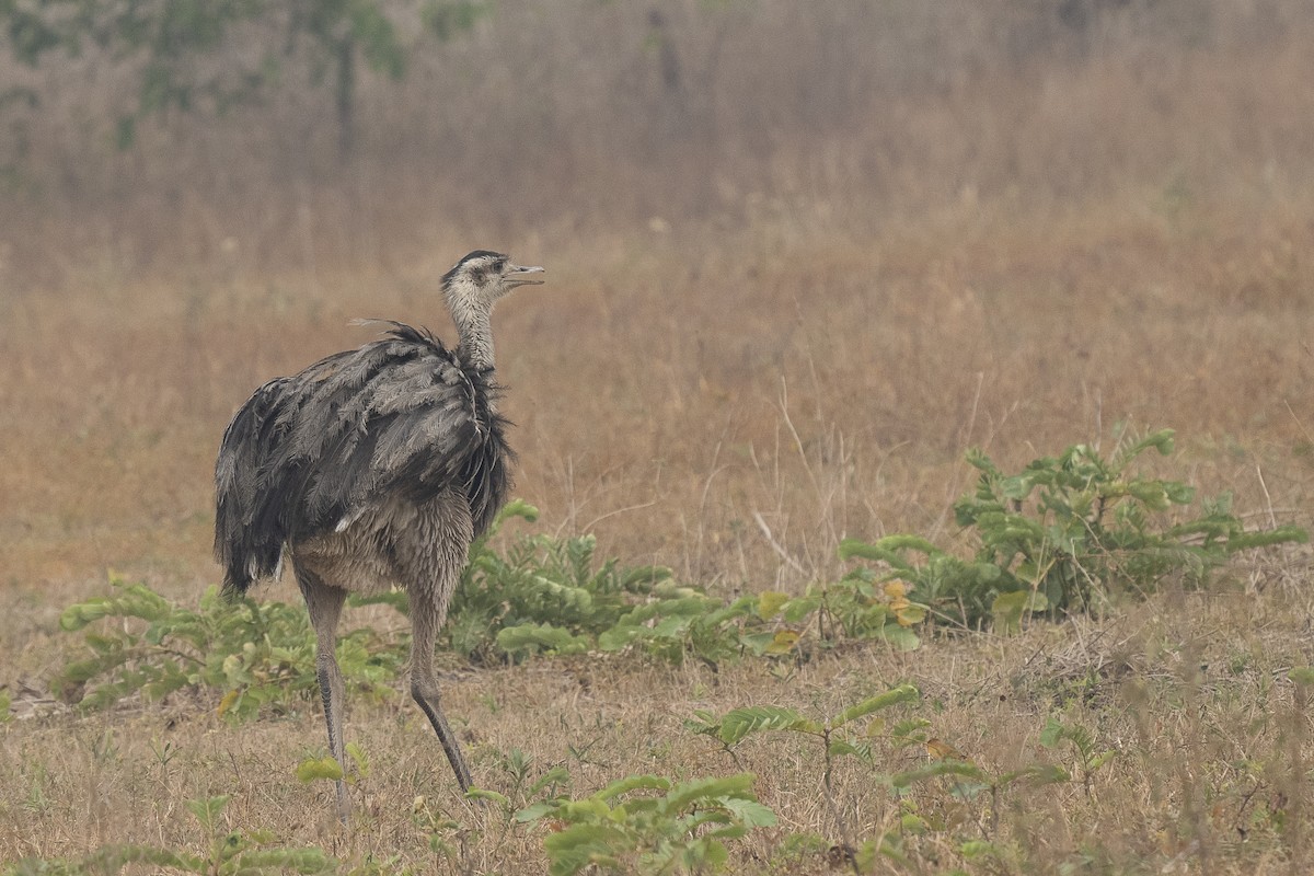 Greater Rhea - Wayne Lattuca