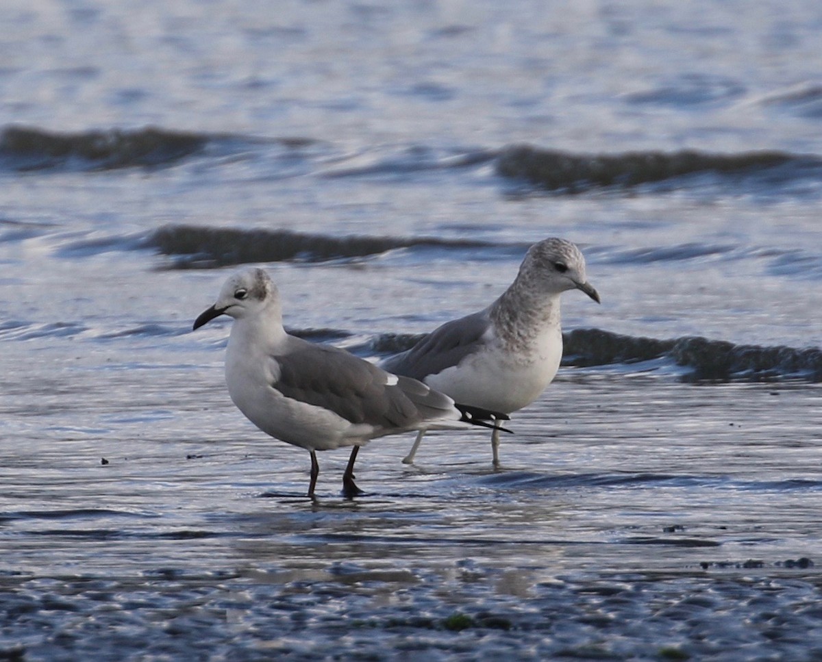 Antxeta mokogorri amerikarra - ML625626032