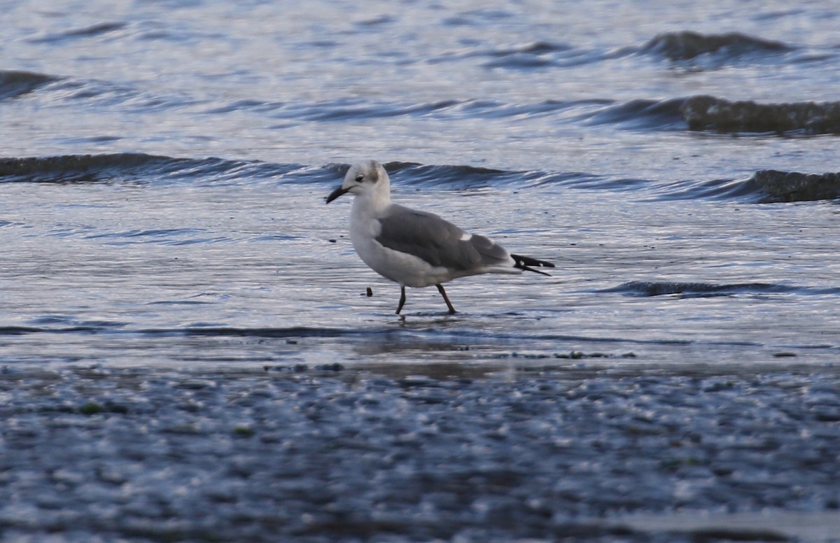 Antxeta mokogorri amerikarra - ML625626033