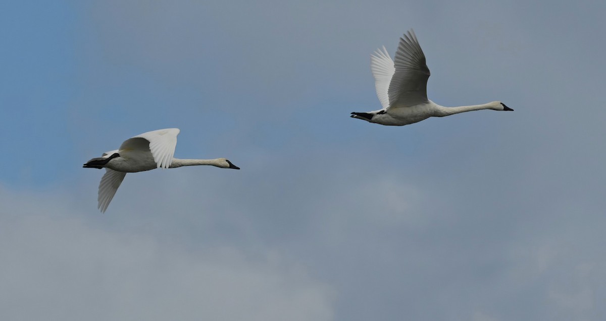 Cygne siffleur - ML625626107