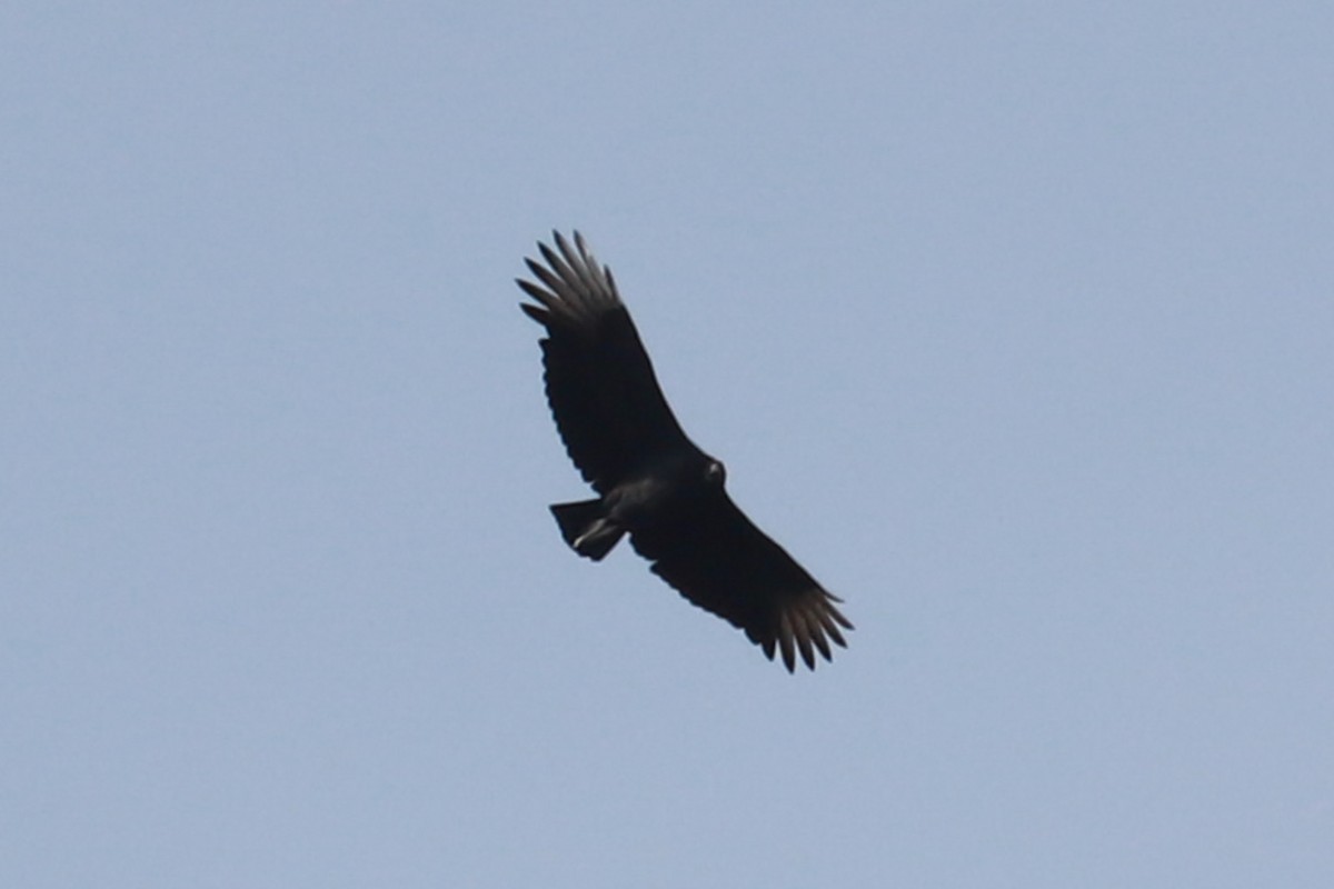 Black Vulture - ML625626126